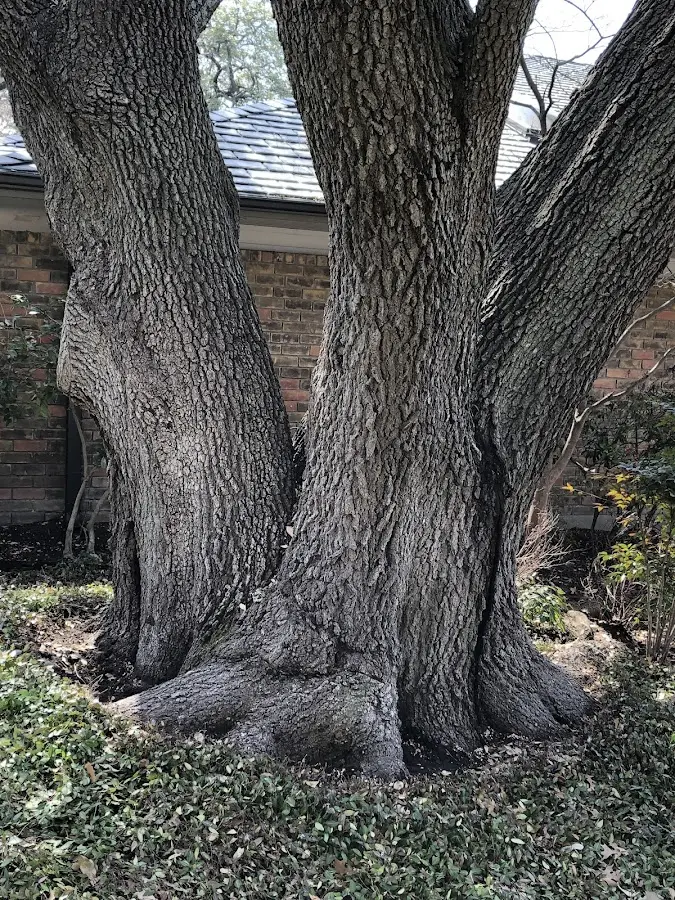 Mature heritage tree close to a Groveton property cared for by certified arborists